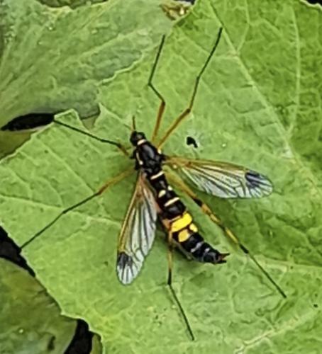 Ctenophora festiva